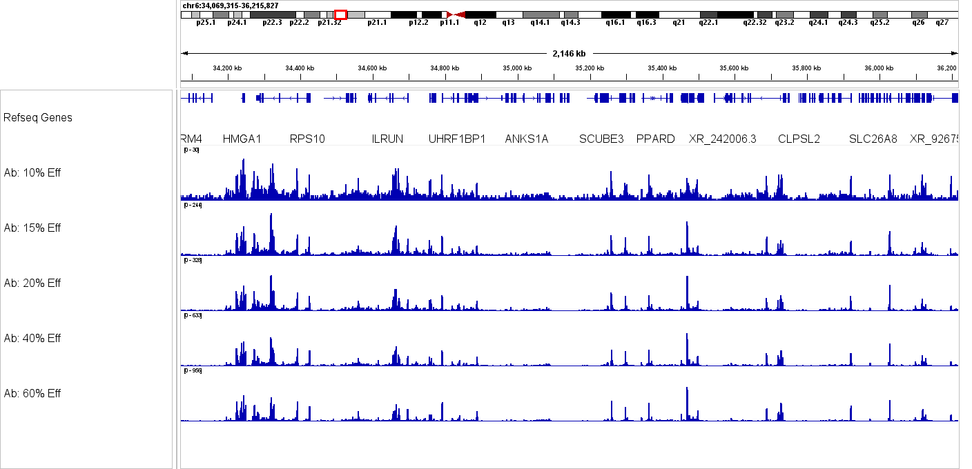 Antibody Testing & Optimization
