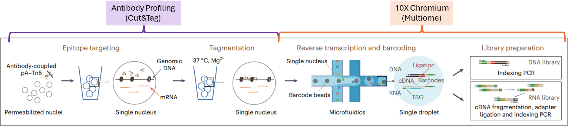 Flow diagram of Droplet Paired-Tag process