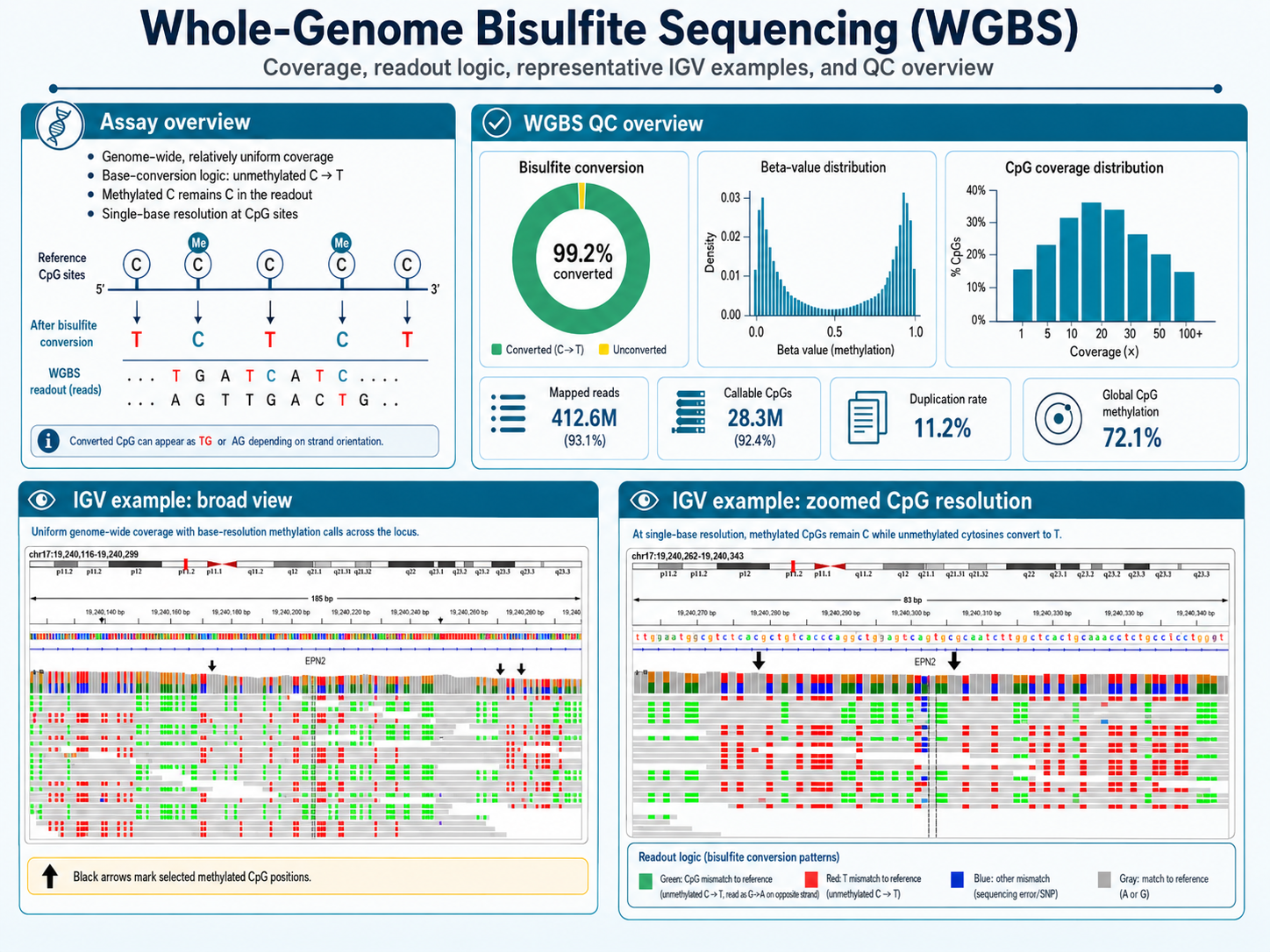 Bisulfite conversion chemistry, WGBS coverage QC metrics, and IGV browser tracks at kilobase and single-base resolution