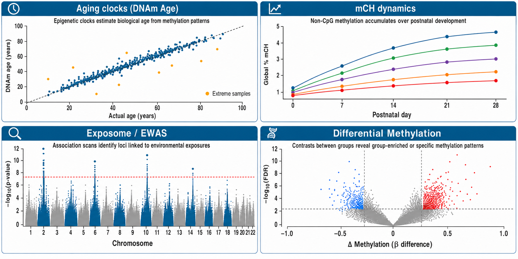 WGBS applications: aging clock validation, EWAS, developmental mCH quantification, and differential methylation analysis