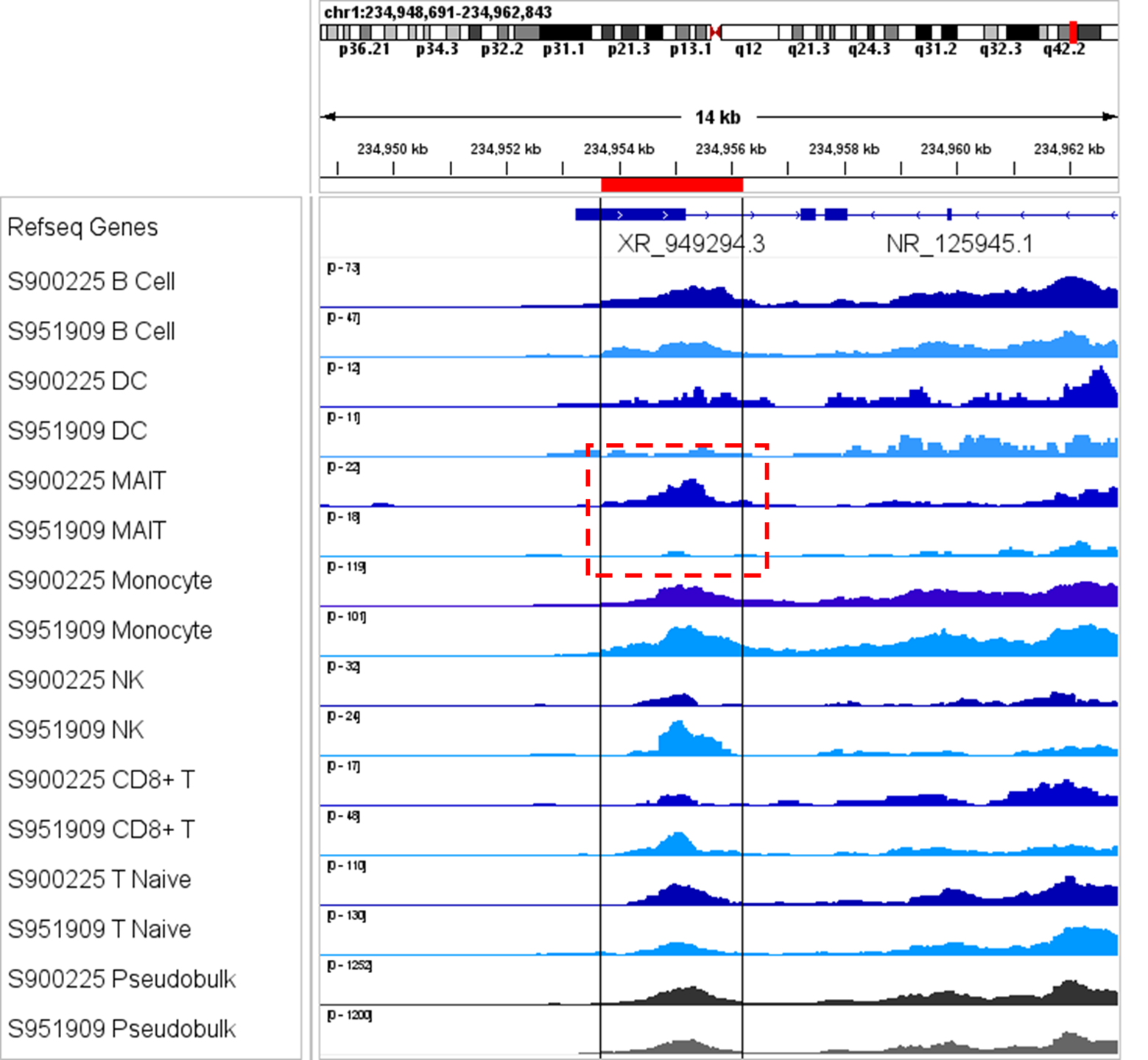 Paired-Tag IGV tracks displaying a donor-specific loss of H3K4me1 in MAIT cells.
