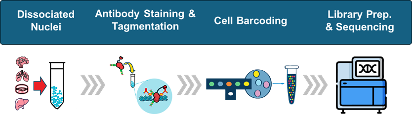 Single-cell CUT&Tag workflow showing in situ tagmentation and droplet integration
