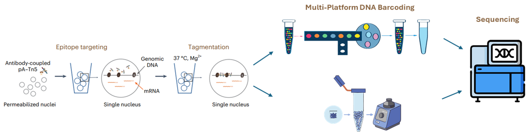 Flow diagram of single-cell CUT&Tag process