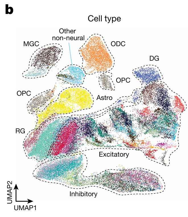 Single-cell UMAP plot