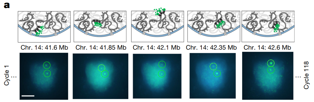 Cartoon depiction of fluourescence mapping of 3d chromatin conformation