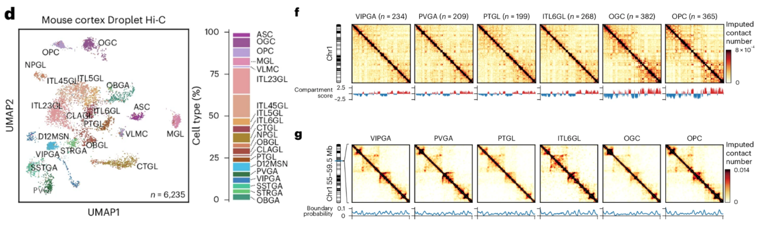Multi-panel figure showing scHi-C UMAP and contact maps in mouse brain