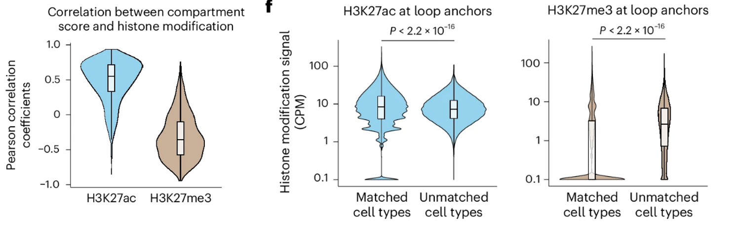Panel of 3 violin plots describing the relationship between histone modifications and chromatin looping