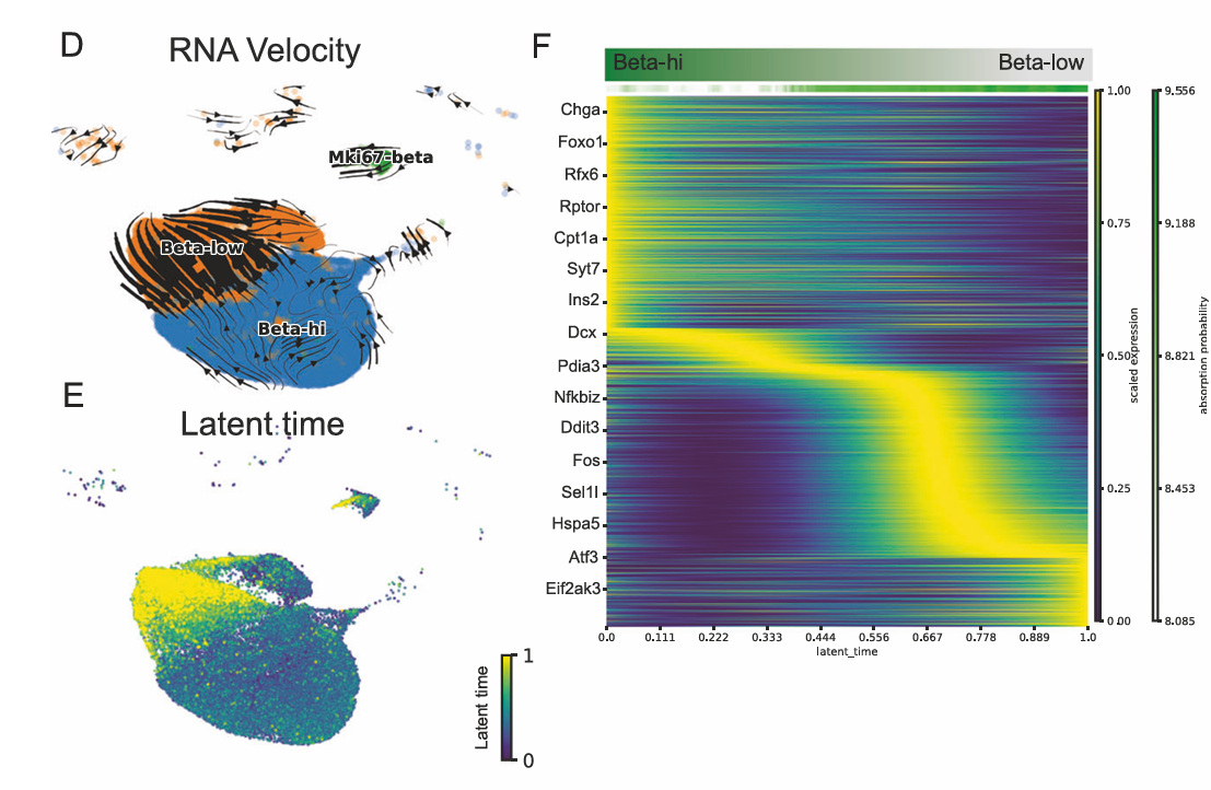 RNA velocity analysis of beta-cell stress in low-fat to high-fat diets