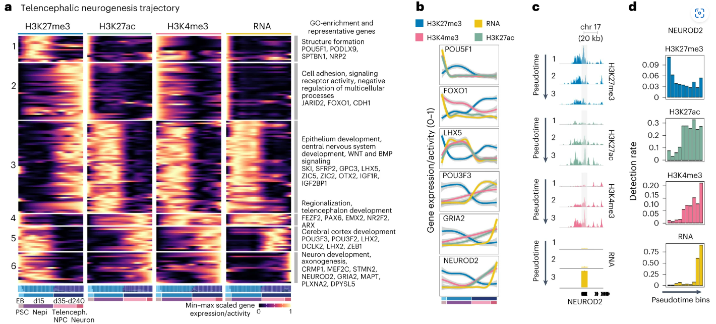 Two-panel figure showing RNA/histone pseudotime along development