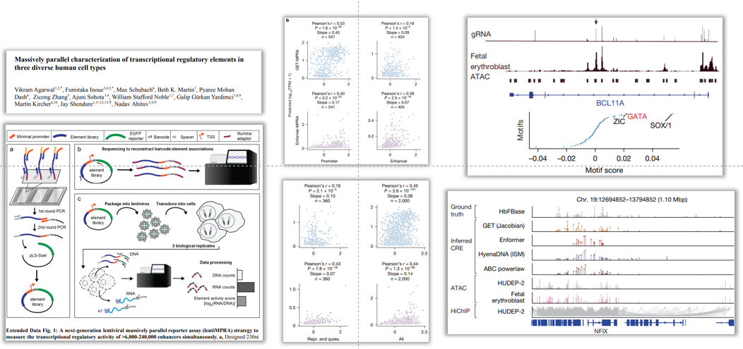 Multi-panel figure showing MPRA experiemnt, results, and predicted enhancer/promoter interactions