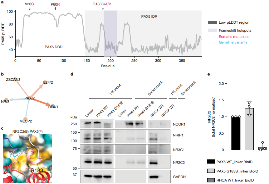 Multi-panel figure showing folding prediction of PAX5 IDR mutations, network interactions, and co-IP