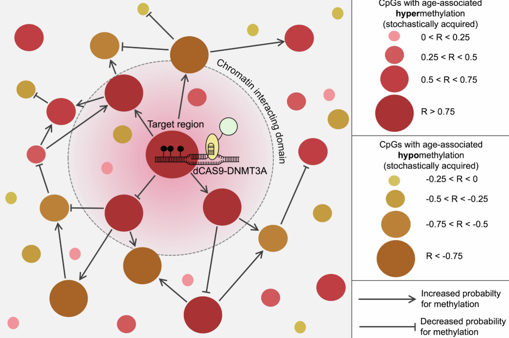 Network of chromatin-interacting CpG nodes colored by hyper/hypomethylation.