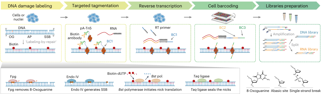Paired-Damage-seq experimental workflow diagram.