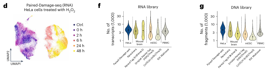 UMAP of damage-seq RNA time course and violin plots of library yields.