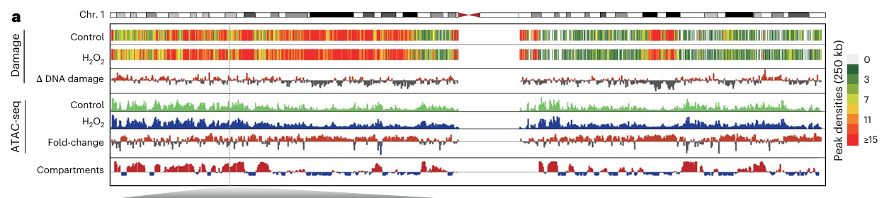 Chromosome 1 damage and ATAC-seq tracks under control and H₂O₂.