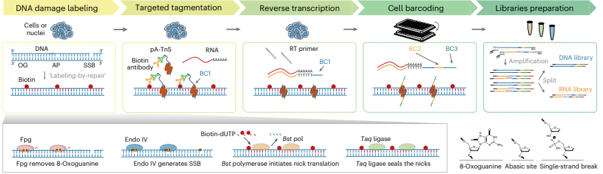 Stepwise Paired-Damage-seq experimental workflow.