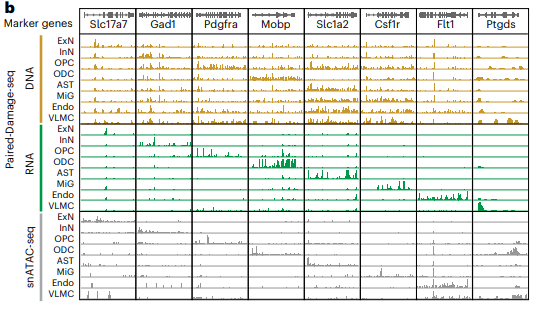 DNA damage, RNA, and ATAC tracks at marker genes by cell type.