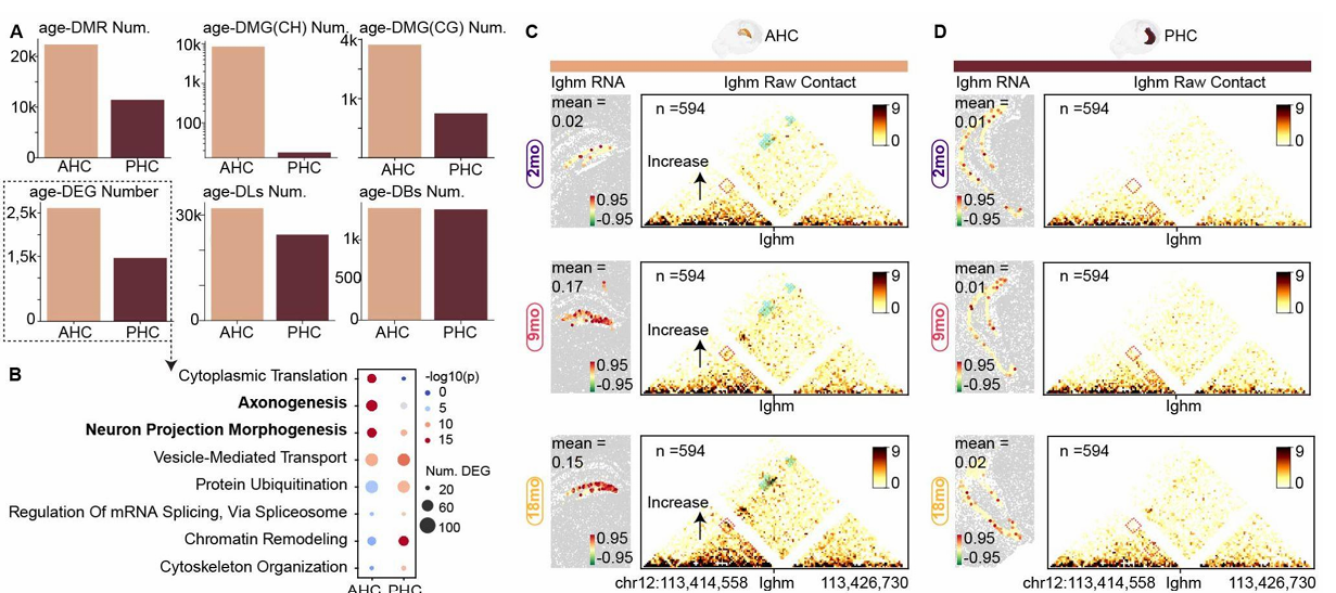 Bar charts of DMRs, DMGs, DEGs, loops and Ighm contact changes.