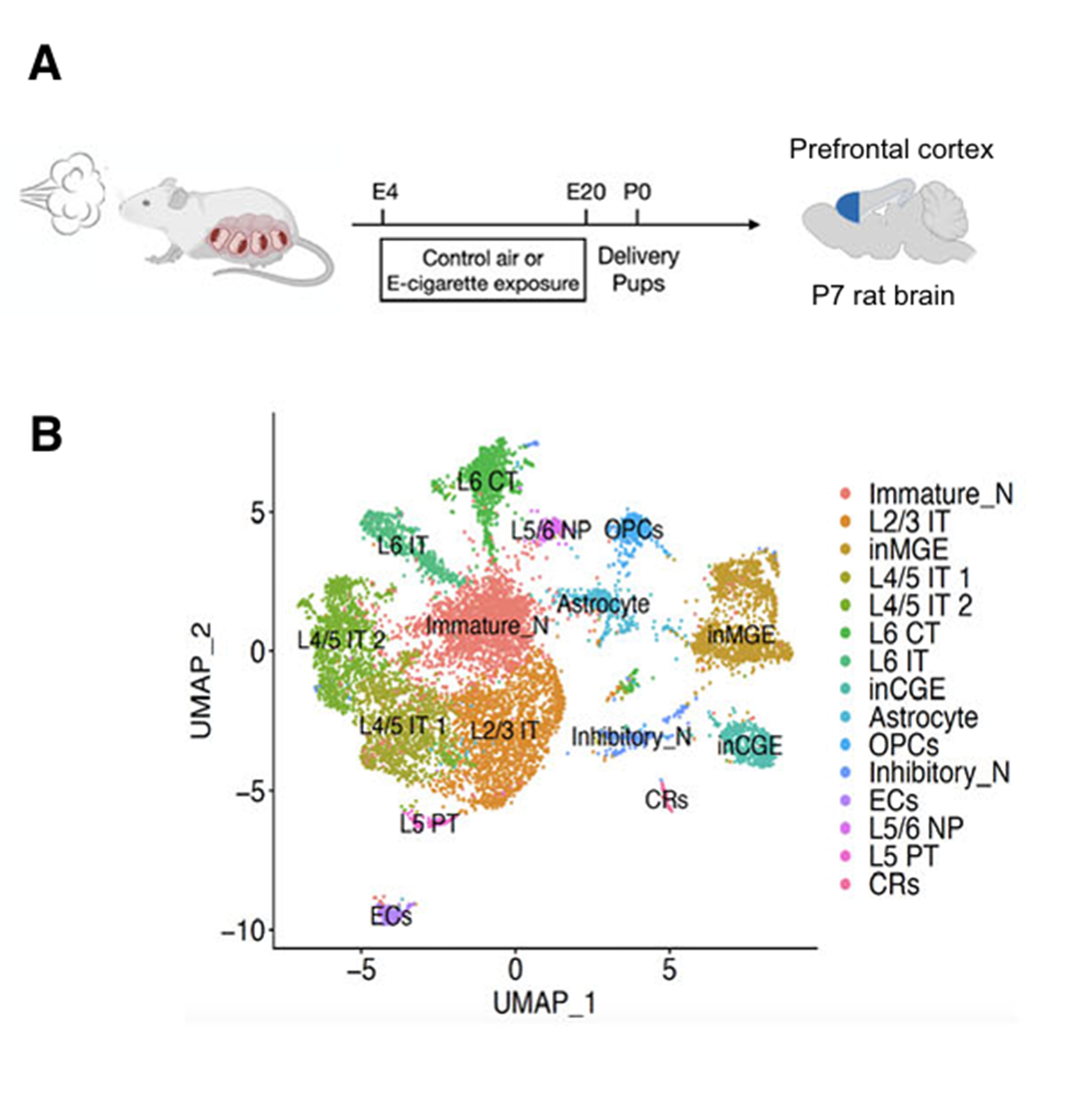 Simultaneous Single-cell Epigenetic and Transcriptomic Analysis via Paired-Tag Highlights the Postnatal Impact of Prenatal Vaping