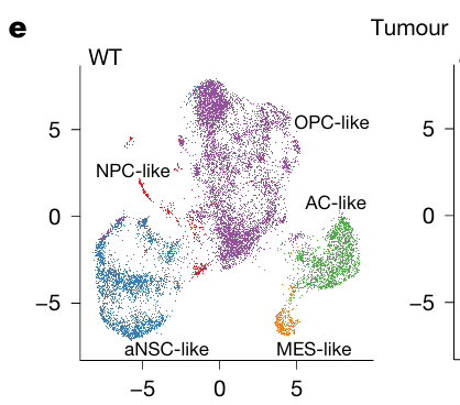 Can Sarm1 Inhibition Inhibit Glioblastoma Multiforme Progression and Preserve Neuronal Function?