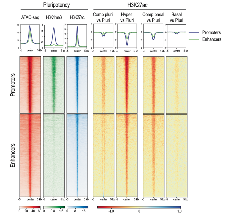 Integrating Nuclear Mechanics, Shape, and Volume with Chromatin State to Control Cell Fate Transitioning