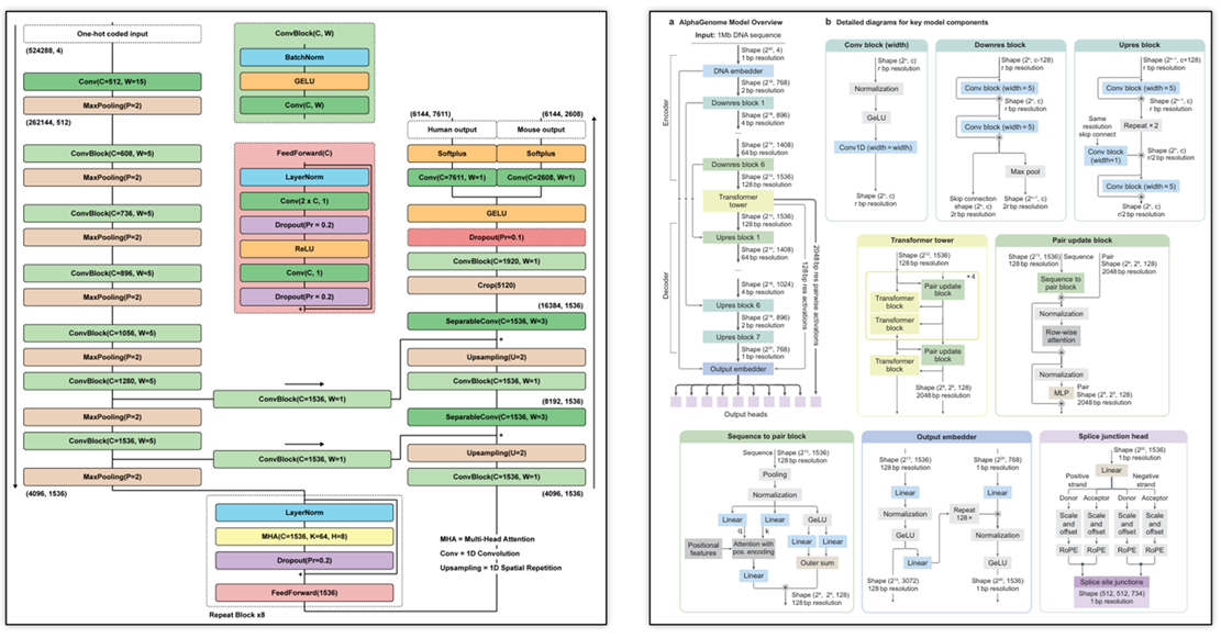 Two-panel figure displaying model architecutre schmatics for Borzoi and AlphaGenome