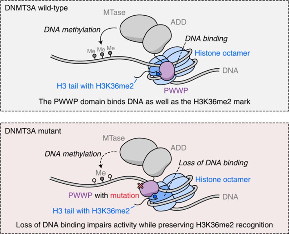 Cartoon showing K36me2 and DNMT3A association