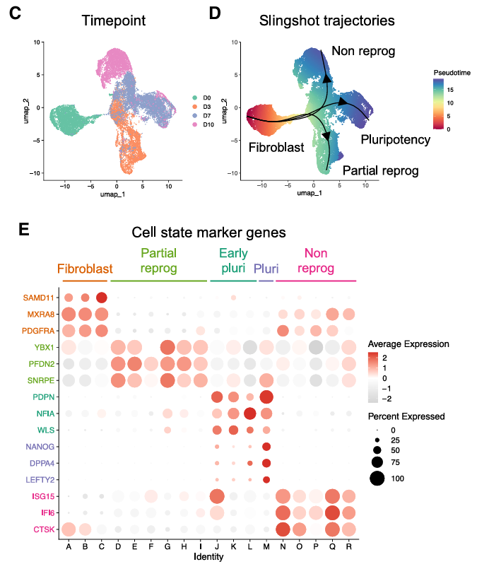 UMAP plot of OSKM-treated fibroblasts