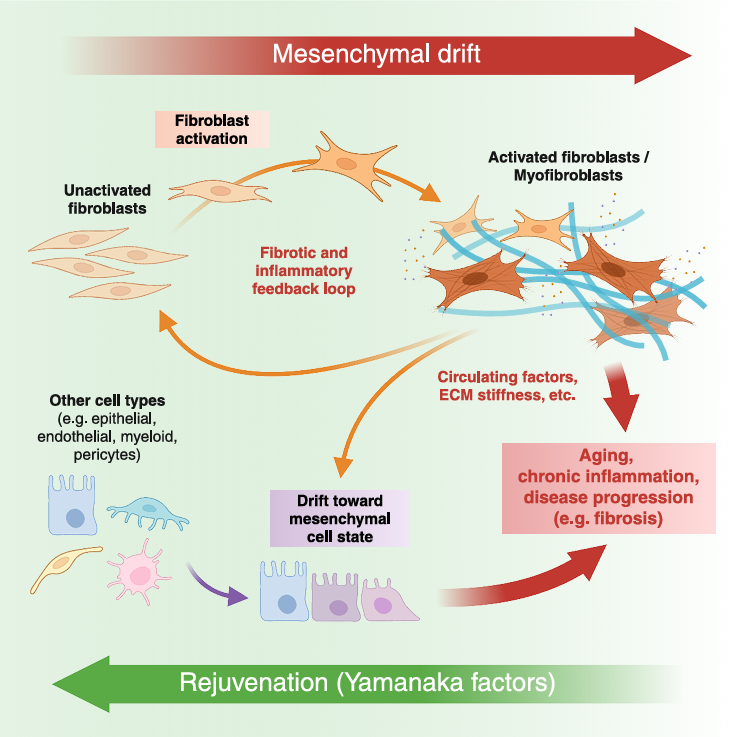 Cartoon describing impact of mesenchymal drift