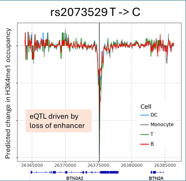 Fine-turning Borzoi with Single-Cell Epigenetics