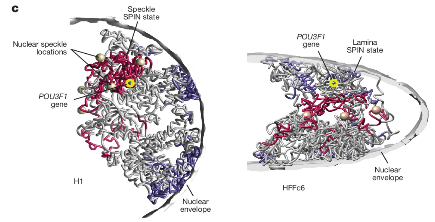 Cartoon representation of chromatin structure in a nuclear cross-section