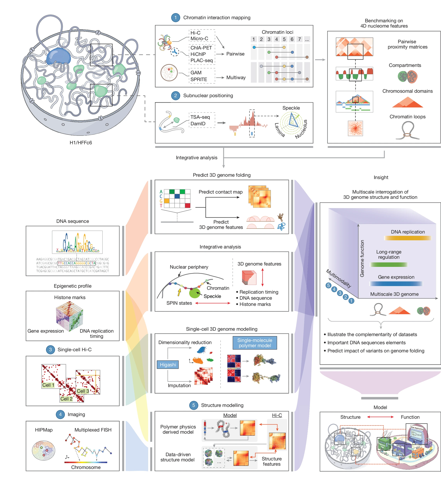 A Major Update on the 4D Nucleome Project