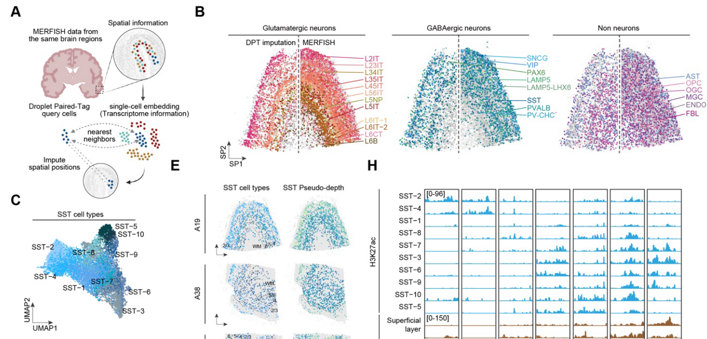 Multi-panel image demonstrating spatial-coordinate imputation is possible from droplet Paired-Tag data, and its application to SST neuron subtyping