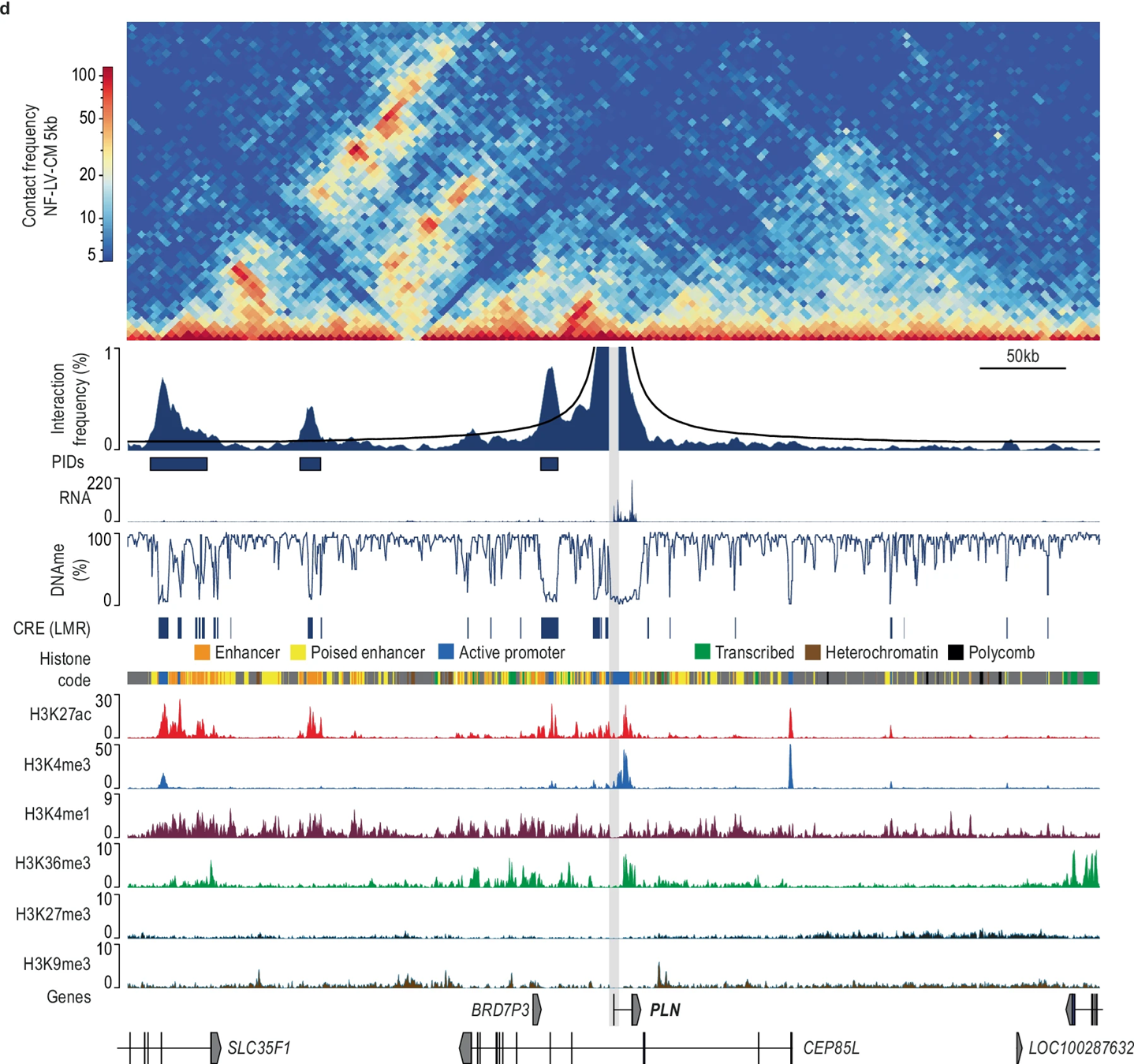 Combined contacts, contact frequency, and histone tracks in cardiovascular cells