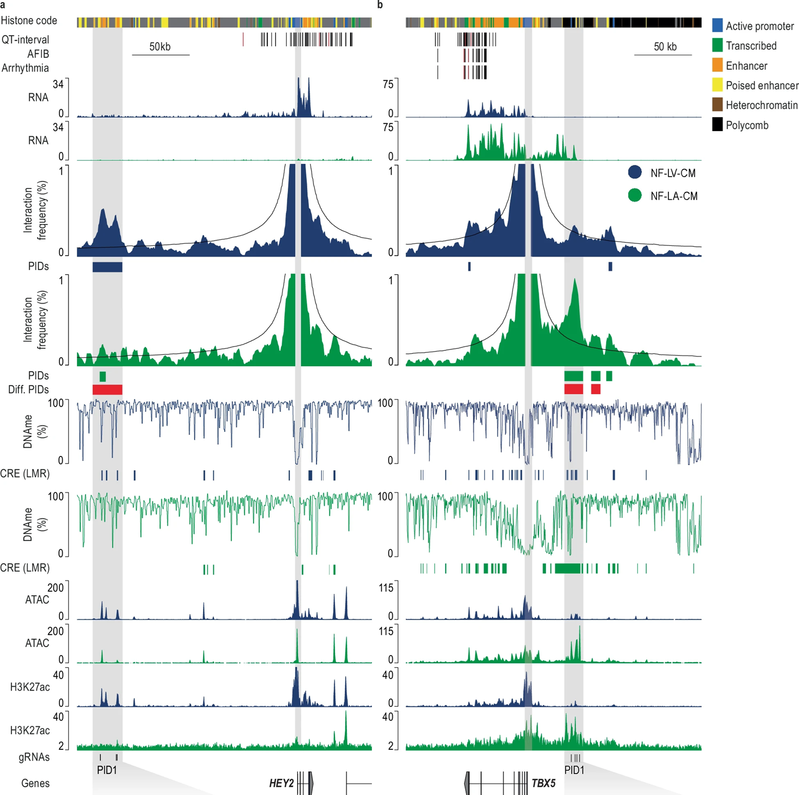 Combined contacts, contact frequency, and histone tracks in cardiovascular cells