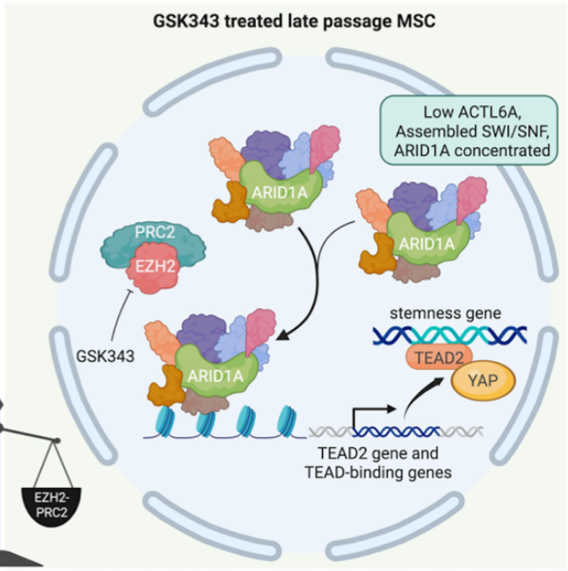 EZH2 Inhibition Improves MSC Therapy
