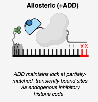 Cartoon of the allosteric ADD-containing construct