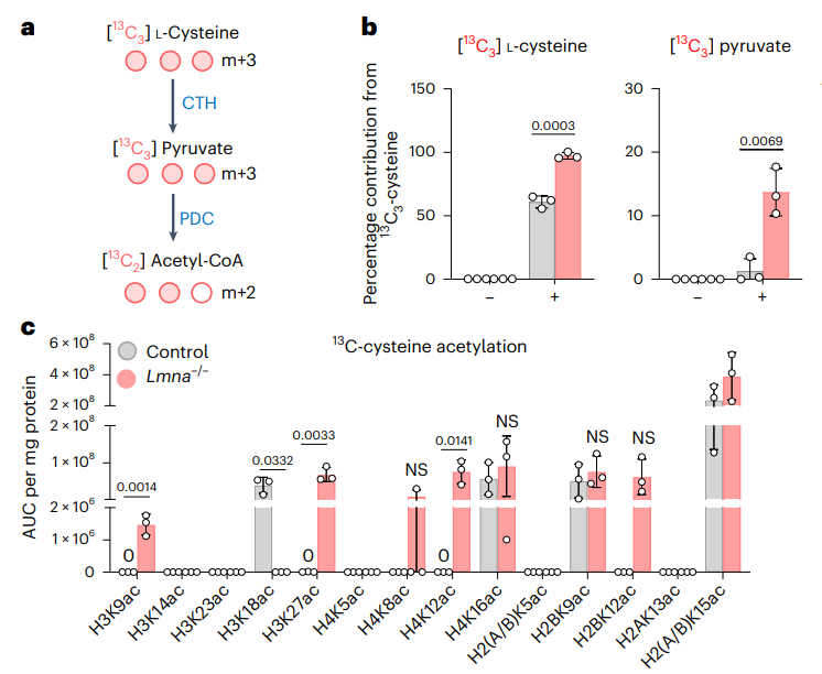 Barplots of labeled cysteine and pyruvate, as well as lysine acetylation