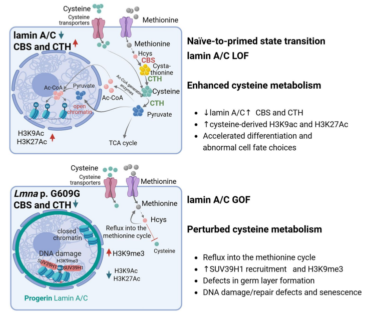 Stem Cell Fate Controlled by Novel Epigenetic Mechanism