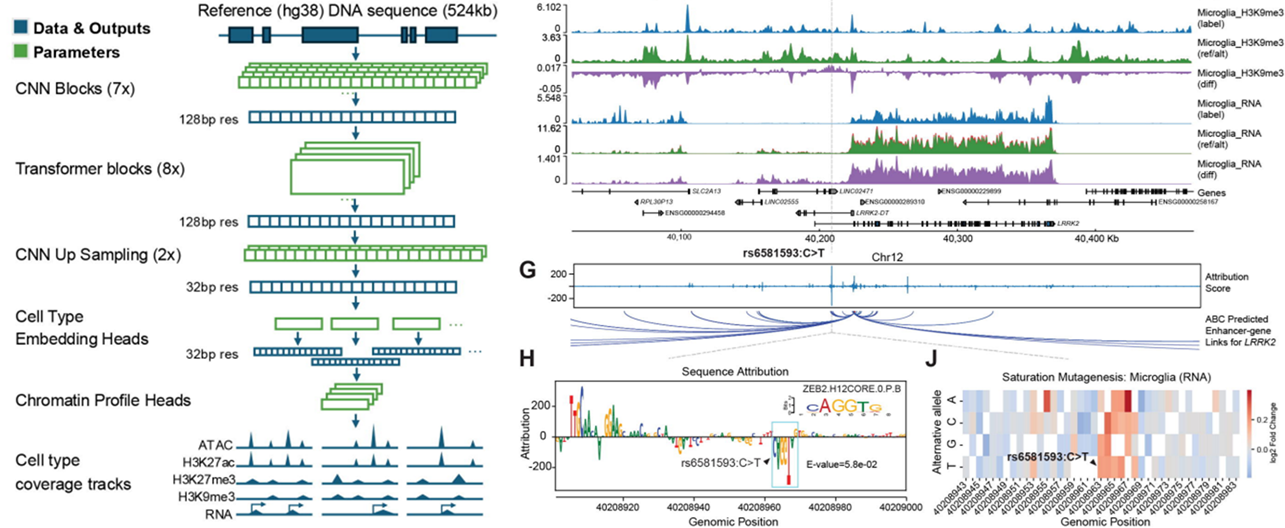 Cartoon of foundation model fine-tuning and example of in-silico mutagenesis