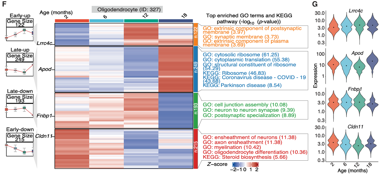Heatmap of gene expression in oligodendrocytes across mouse lifespan