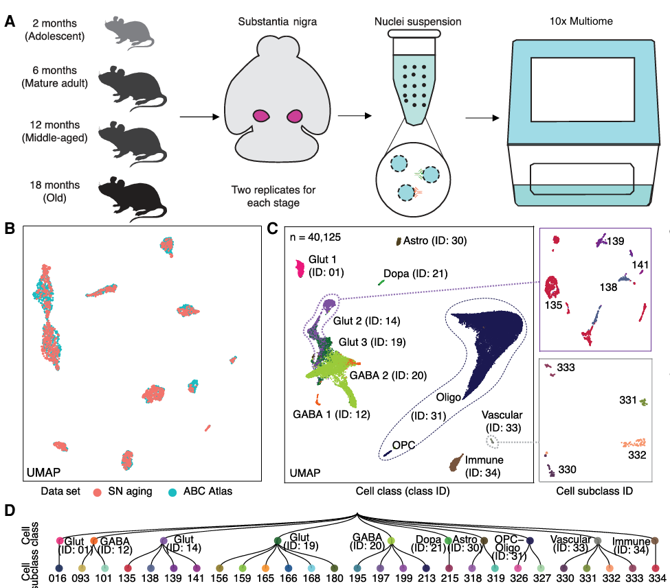 Linking Parkinson's Disease and Aging