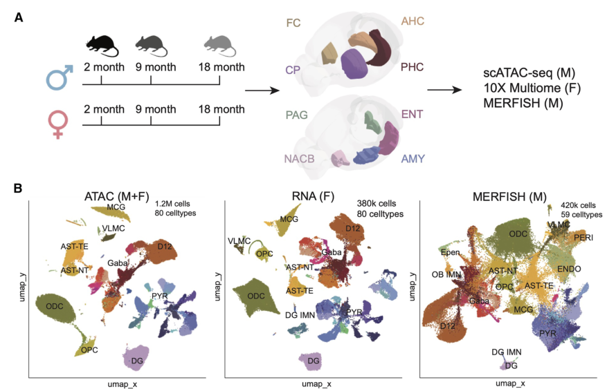Epigenetic Analysis of Mouse Brain Aging