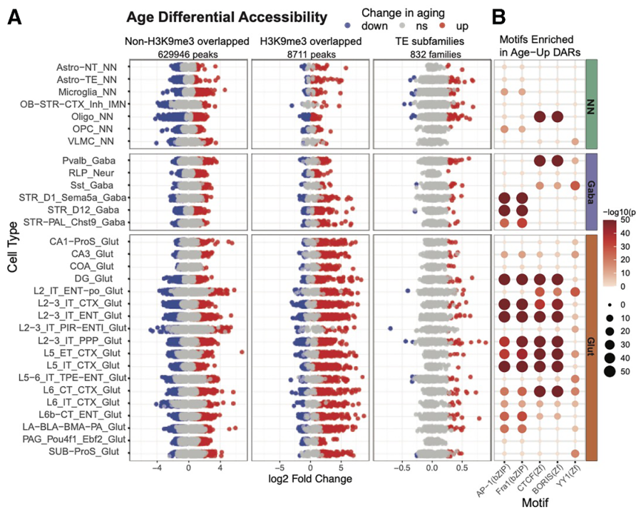 Multi-panel image showing age-related accessibility changes across multiple cells