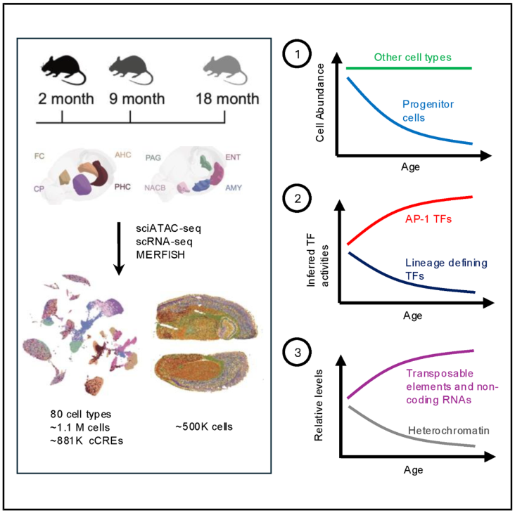 Epigenetic Analysis of the Aging Brain (Part 2)