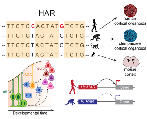 Cartoon of knock-in experiments of human accelerated regions