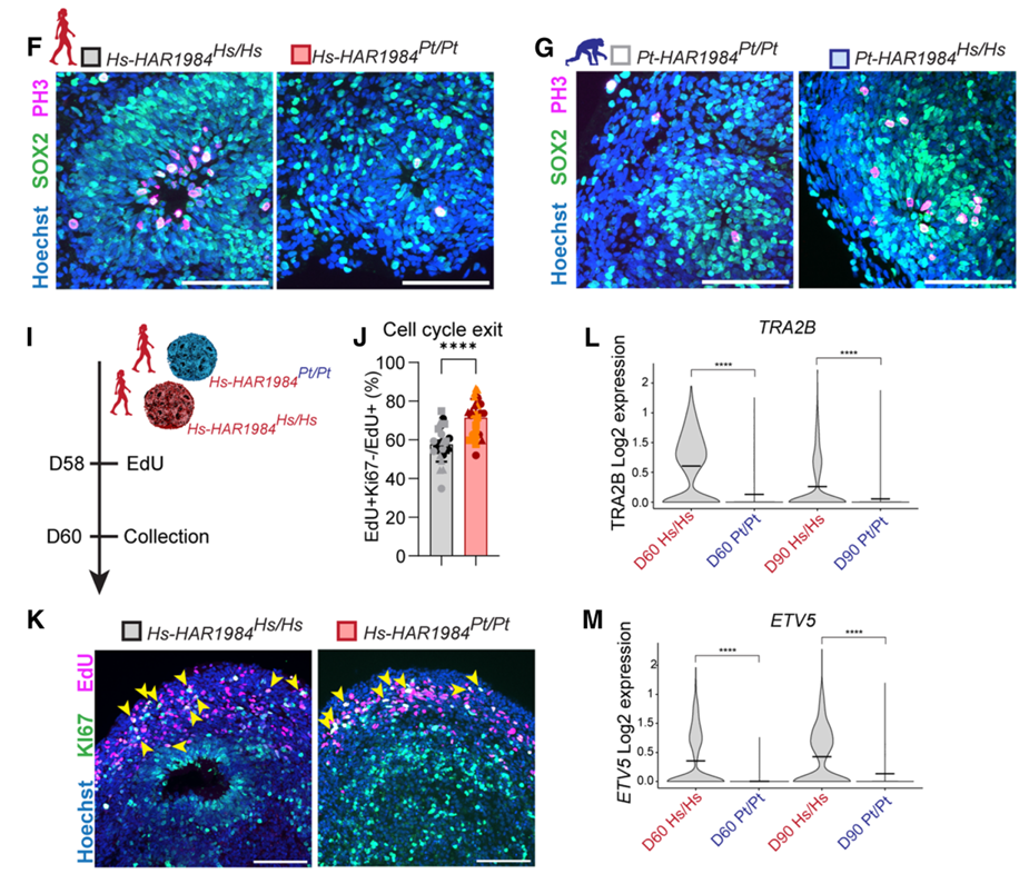 Observed differences in progenitor cell abundance and gene expression