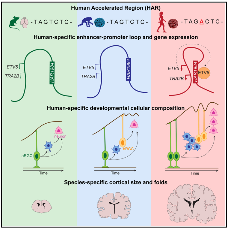 Human Accelerated Regions and Chromatin Looping