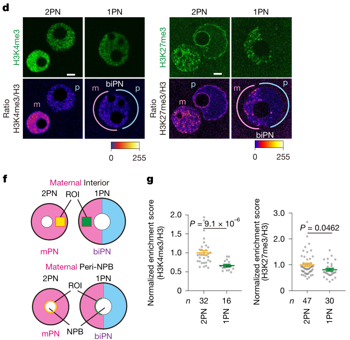 Multi-panel figure showing epigenetic differences between 1PN and 2PN