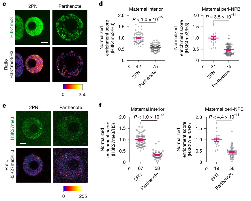 Multi-panel figure showing epigenetic differences between 2PNs and enlarged parthenotes